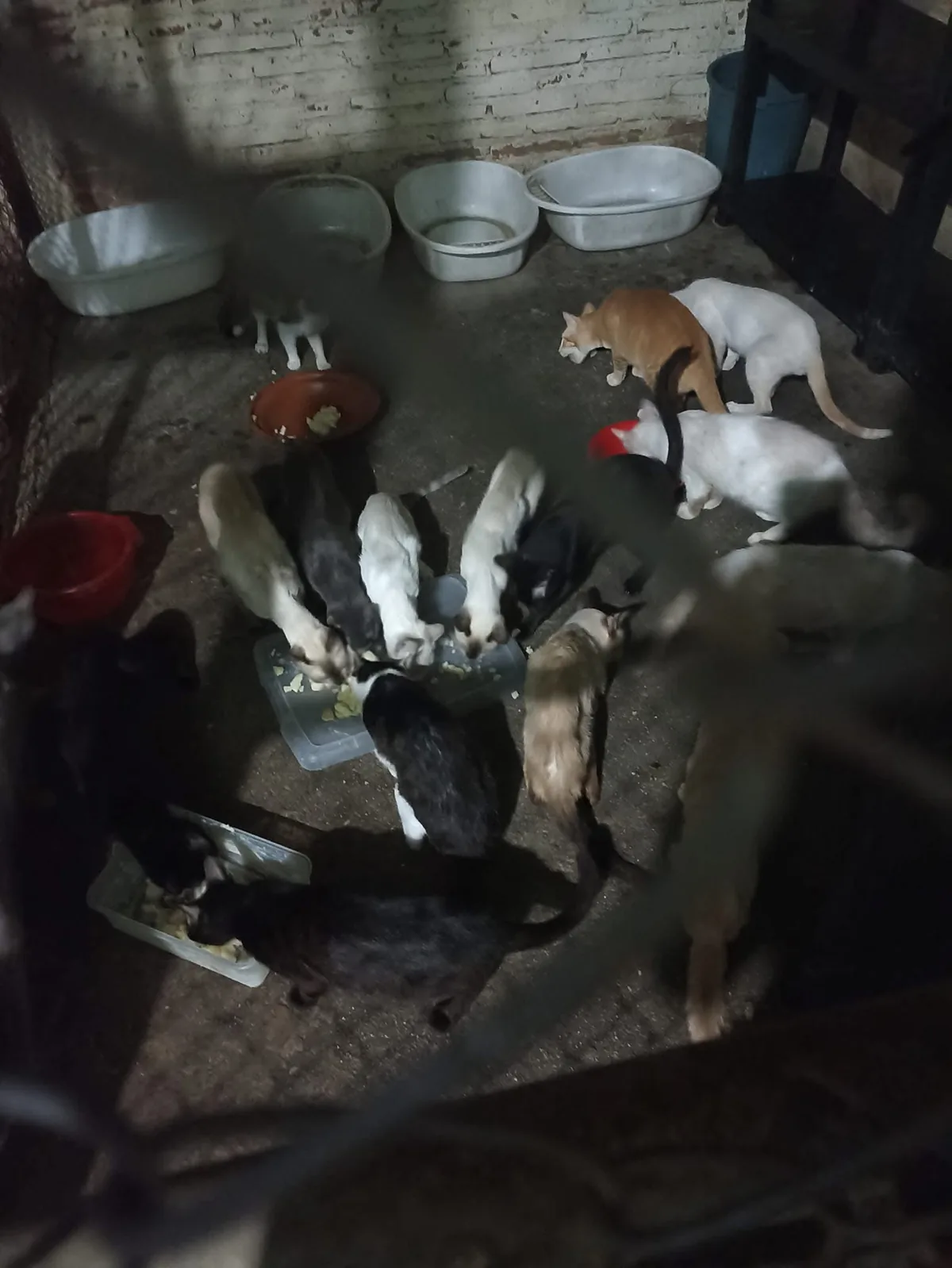 Gatito rescatado 1 — comunidad Adoptamor MISY