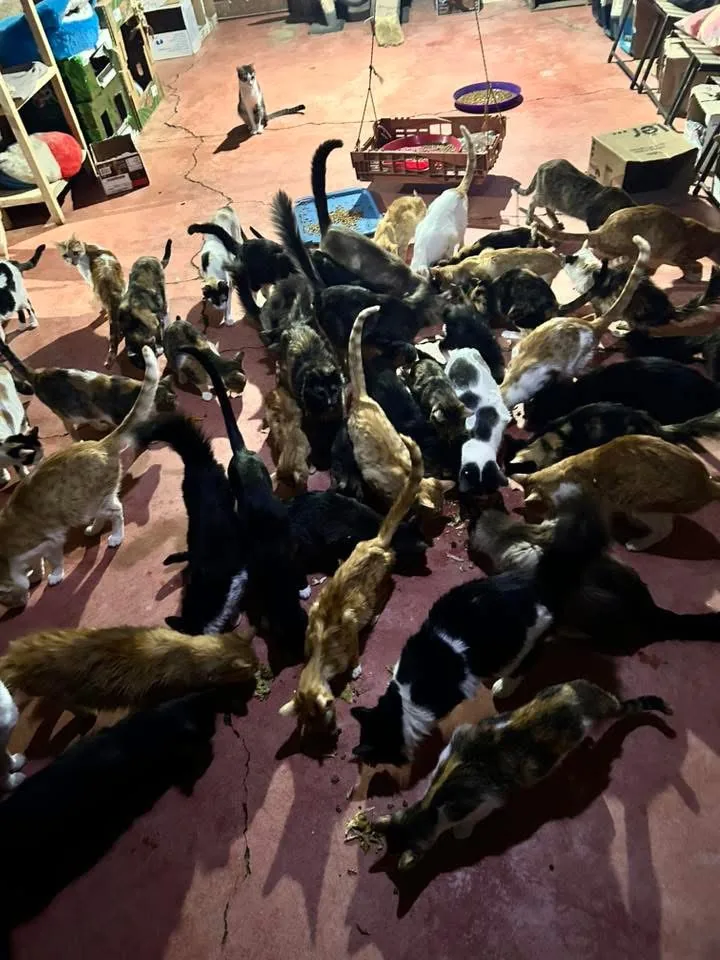 Gatito rescatado 3 — comunidad Adoptamor MISY