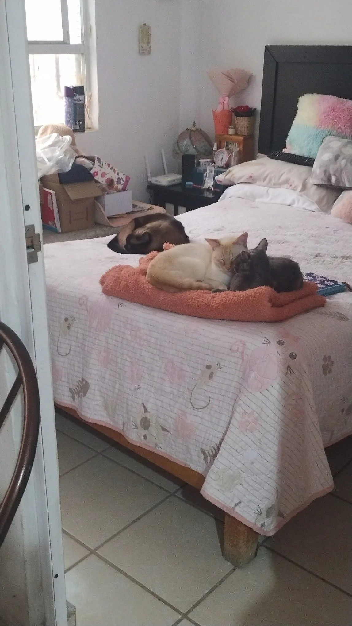 Gatito rescatado 4 — comunidad Adoptamor MISY