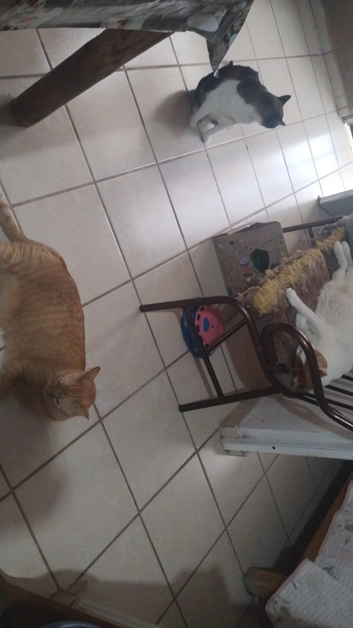 Gatito rescatado 5 — comunidad Adoptamor MISY