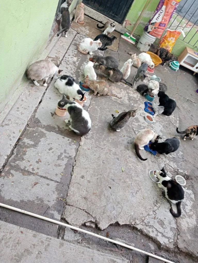 Gatito rescatado 6 — comunidad Adoptamor MISY