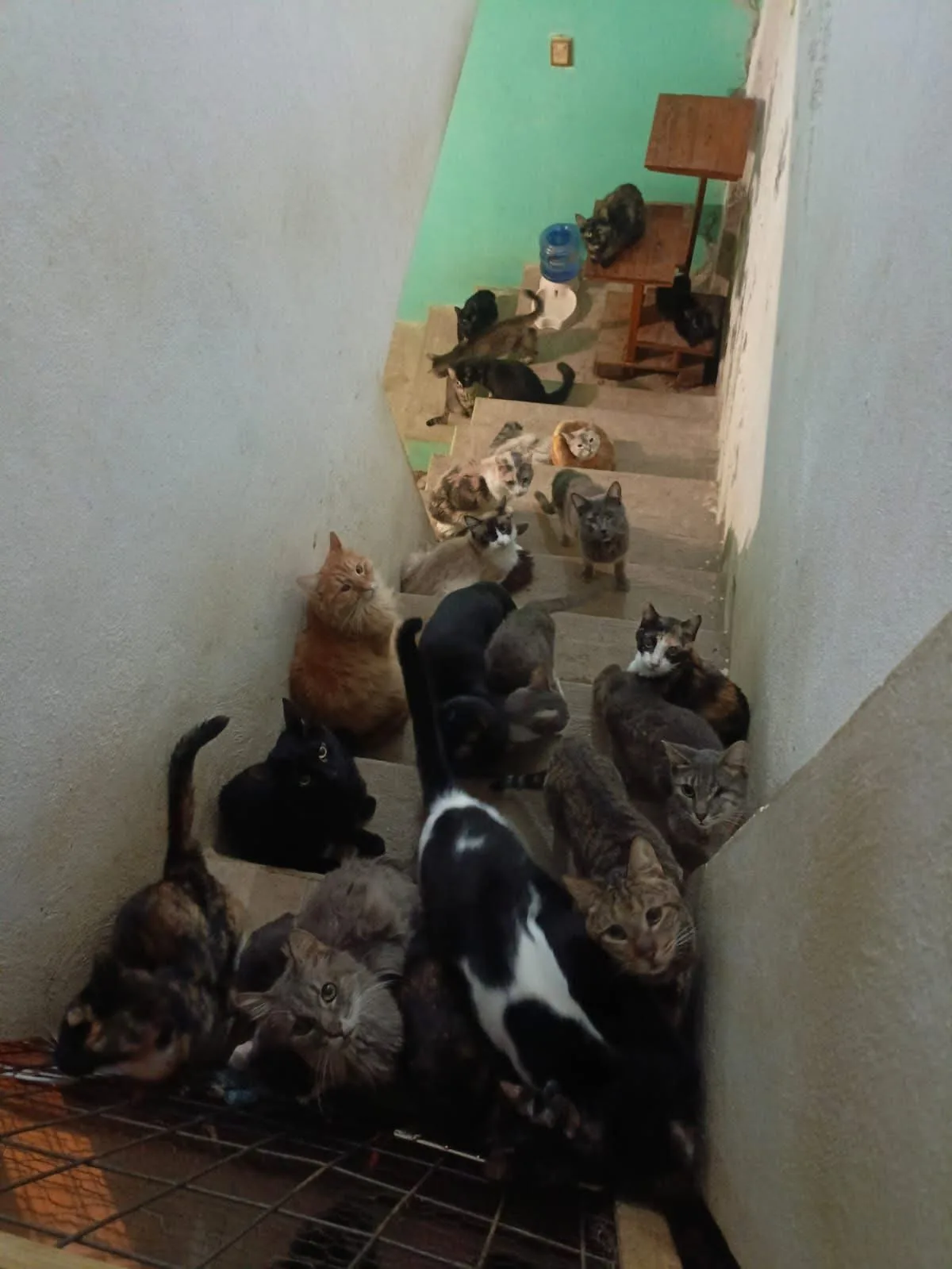 Gatito rescatado 7 — comunidad Adoptamor MISY