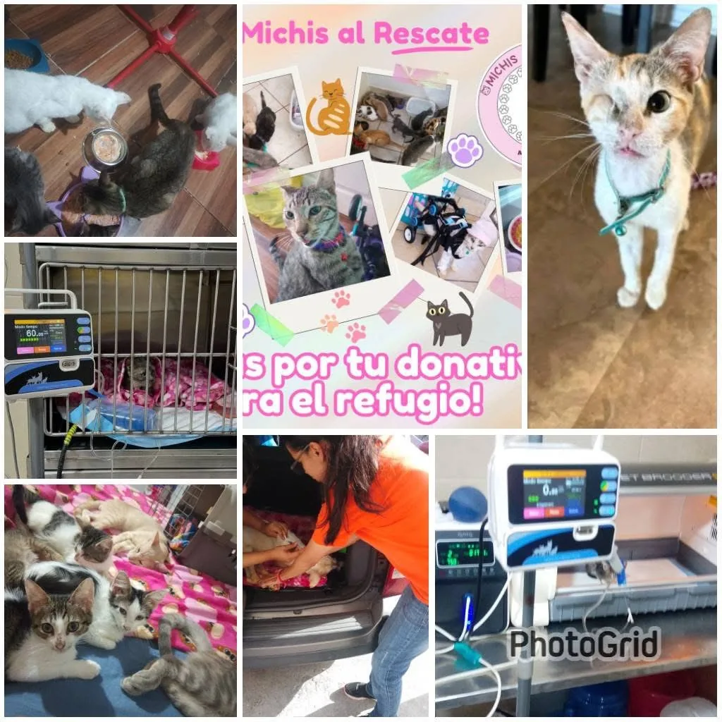 Gatito rescatado 14 — comunidad Adoptamor MISY