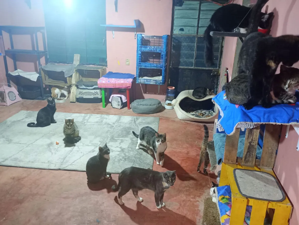 Gatito rescatado 16 — comunidad Adoptamor MISY