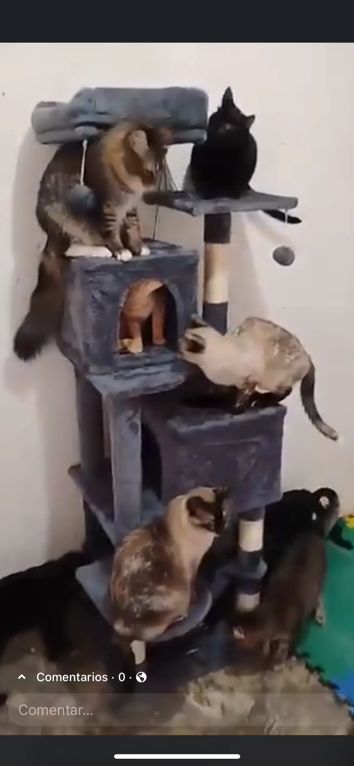 Gatito rescatado 17 — comunidad Adoptamor MISY